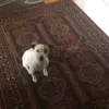 andrew - @andrew.mora350 - TikTok