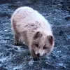 Andrew parsons - @andrewparsons22 - TikTok