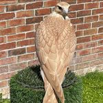 Andrew Peel - @peel_falcon - Instagram