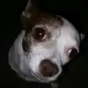Andrew DePello - @andrewdepello - TikTok