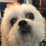 Andrew Pence - @pen_ceandrew - Instagram