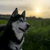 Andrew Perillo - @andrewperillo - TikTok