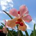 Andrew Peris - Facebook