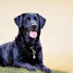 Andrew Perryman - @my_healthy_dog_tips - Instagram