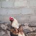 Andrew Petros - Facebook