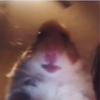 Andrew.pisano - @andrew.pisano - TikTok