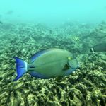Andrew Plank - @wild_reef - Instagram