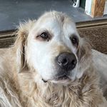 Andrew Pomeroy - @pomeroy_fuzzy - Instagram