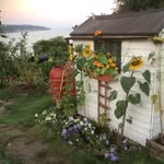 Andrew Rayner - @allotmentwithaview - Instagram
