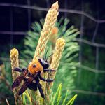 AndrewReasonerBonsai - @andrewreasonerbonsai - Instagram