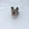 cairéad - @andrew_ronan - TikTok