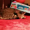 andrewroofthoofd - @andrewroofthoofd - TikTok