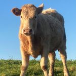 Andrew Sage - @andrew_sage_engineering - Instagram