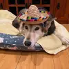 andrewschieberl - @drewcifer2001 - TikTok