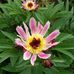 Andrea Scheberl - Facebook