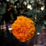 Andrew Chang - Facebook