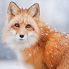 Foxy channel42 - @andrewsever - TikTok
