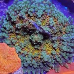 Andrew - @andrewsshallowreef - Instagram