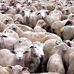 Andrew Sheep - Facebook