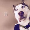 andrewthesheep1 - @andrewthesheep1 - TikTok
