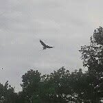 Andrew Siegrist - @buckmaster021 - Instagram