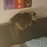 Andrew Sisson - @mooncat_with_a_side_waffles - Instagram