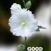 andrewspathrose - @andrewspathrose - TikTok