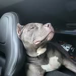 Andrew Teague - @americanbullylyfe - Instagram