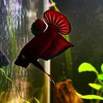 Andrew Tempest - @bestfriendfish - Instagram
