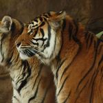 Tiger Anda - @andrew.temple - Instagram