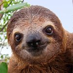 Andrew Trombley - @islothbot - Instagram