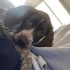 Doggsmanzz - @andrewtrombley36 - TikTok