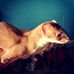 Andrew Veale - Facebook