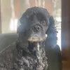 Andrew Voss - @andrew_voss33 - TikTok