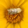 Andrew Wesley Legan, PhD - @insectsevolving - TikTok