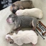 Andrew Whitehurst - @darcie_dodo_the_frenchie_crew - Instagram