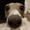Andrew Whitley - @andrew.whitley - TikTok