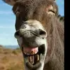 Andrew_Willcox😎 - @andrewwonelife2050 - TikTok