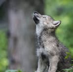 Andrew Wolfe - Facebook