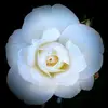 andrewyost583 - @andrewyost583 - TikTok