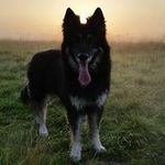 Andy Beard - @abappliances - Instagram