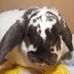 Andy Bun The Great - Facebook