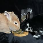 ⋆｡‧˚ʚ 🐇 ɞ˚‧｡⋆ - @andy.bunnies - Instagram