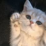 Andrew Bushong - @myrekza - Instagram