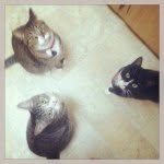 Andy&Buster&Amylia Cat - @andy_buster_amylia_kittycats - Instagram