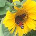 Andy Callens - Facebook