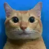 AndyCaman - @andycaman - TikTok