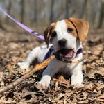 Andy Cannon - @pennylanepuppers - Instagram