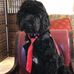 Andy the therapy dog-Carmichael-Whatley - Facebook
