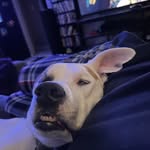 Andy Carpenter - @loose.nuts.garage.444 - Instagram